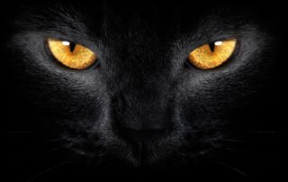 Libro Guizmo: Cómo encontrar la grandeza en lo pequeño